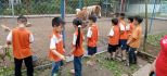 Học sinh cho các con vật ăn cỏ